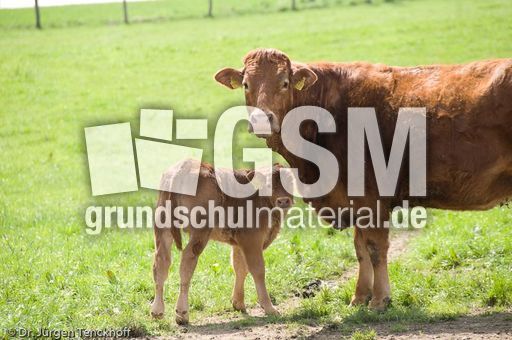 Hausrind (63 von 174).jpg